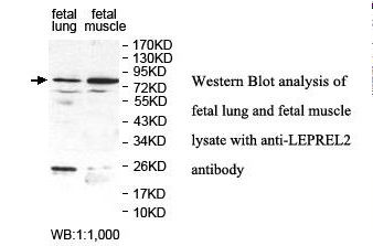 P3H3 / LEPREL2 Antibody