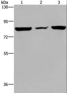 P3H3 / LEPREL2 Antibody - Western blot analysis of A549 cell, mouse heart tissue and HeLa cell, using LEPREL2 Polyclonal Antibody at dilution of 1:300.