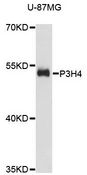P3H4 / LEPREL4 Antibody - Western blot analysis of extracts of U-87MG cells, using P3H4 antibody at 1:3000 dilution. The secondary antibody used was an HRP Goat Anti-Rabbit IgG (H+L) at 1:10000 dilution. Lysates were loaded 25ug per lane and 3% nonfat dry milk in TBST was used for blocking. An ECL Kit was used for detection and the exposure time was 30s.