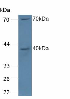 P40PHOX / NCF4 Antibody - Western Blot; Sample: Mouse Spleen Tissue.