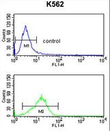 P40PHOX / NCF4 Antibody - NCF4 Antibody flow cytometry of K562 cells (bottom histogram) compared to a negative control cell (top histogram). FITC-conjugated goat-anti-rabbit secondary antibodies were used for the analysis.