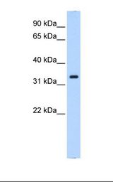 P40PHOX / NCF4 Antibody - Fetal Thymus cell lysate. Antibody concentration: 0.25 ug/ml. Gel concentration: 12%.  This image was taken for the unconjugated form of this product. Other forms have not been tested.