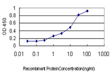 P40PHOX / NCF4 Antibody - Detection limit for recombinant GST tagged NCF4 is approximately 0.3 ng/ml as a capture antibody.