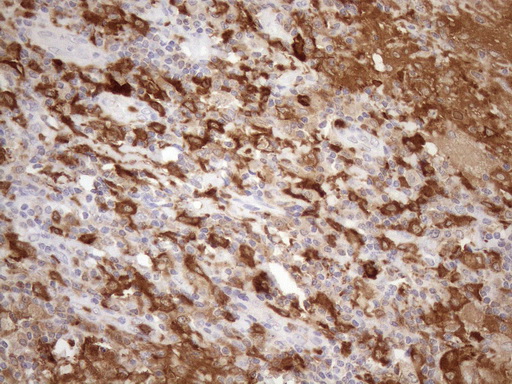 P40PHOX / NCF4 Antibody - Immunohistochemical staining of paraffin-embedded Human lymph node tissue within the normal limits using anti-NCF4 mouse monoclonal antibody. (Heat-induced epitope retrieval by 1mM EDTA in 10mM Tris buffer. (pH8.5) at 120°C for 3 min. (1:150)