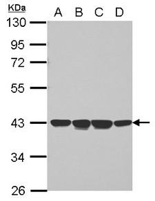 P40PHOX / NCF4 Antibody - Sample (30 ug of whole cell lysate) A: Jurkat B: Raji C: K562 D: THP-1 10% SDS PAGE NCF4 antibody diluted at 1:1000