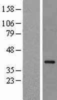 P40PHOX / NCF4 Protein - Western validation with an anti-DDK antibody * L: Control HEK293 lysate R: Over-expression lysate