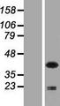 P40PHOX / NCF4 Protein - Western validation with an anti-DDK antibody * L: Control HEK293 lysate R: Over-expression lysate