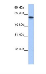 P450SCC / CYP11A1 Antibody - Hela cell lysate. Antibody concentration: 1.0 ug/ml. Gel concentration: 12%.  This image was taken for the unconjugated form of this product. Other forms have not been tested.