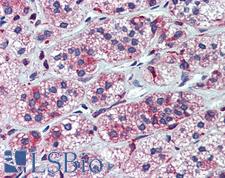 P450SCC / CYP11A1 Antibody - Anti-CYP11A1 antibody IHC of human adrenal. Immunohistochemistry of formalin-fixed, paraffin-embedded tissue after heat-induced antigen retrieval. Antibody concentration 5 ug/ml.  This image was taken for the unconjugated form of this product. Other forms have not been tested.