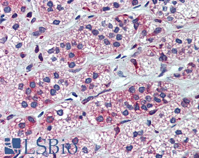 P450SCC / CYP11A1 Antibody - Anti-CYP11A1 antibody IHC of human adrenal. Immunohistochemistry of formalin-fixed, paraffin-embedded tissue after heat-induced antigen retrieval. Antibody concentration 5 ug/ml.  This image was taken for the unconjugated form of this product. Other forms have not been tested.