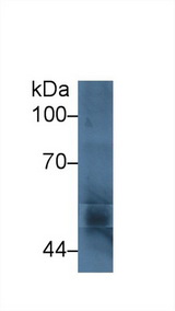 P450SCC / CYP11A1 Antibody - Western Blot; Sample: Bovine Testis lysate; Primary Ab: 3µg/ml Rabbit Anti-Bovine CYP11A1 Antibody Second Ab: 0.2µg/mL HRP-Linked Caprine Anti-Rabbit IgG Polyclonal Antibody