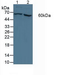 P450SCC / CYP11A1 Antibody - Western Blot; Sample: Lane1: Porcine Liver Tissue; Lane2: Porcine Kidney Tissue.