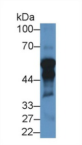 P450SCC / CYP11A1 Antibody - Western Blot; Sample: Rat Testis lysate; Primary Ab: 1µg/ml Rabbit Anti-Porcine CYP11A1 Antibody Second Ab: 0.2µg/mL HRP-Linked Caprine Anti-Rabbit IgG Polyclonal Antibody
