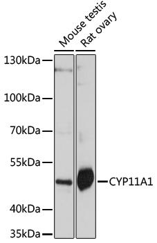 P450SCC / CYP11A1 Antibody - Western blot analysis of extracts of various cell lines using CYP11A1 Polyclonal Antibody at dilution of 1:1000.