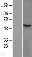 P450SCC / CYP11A1 Protein - Western validation with an anti-DDK antibody * L: Control HEK293 lysate R: Over-expression lysate