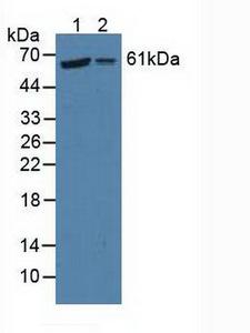 P4HA2 Antibody - Western Blot; Sample: Lane1: Human Hela Cells; Lane2: Human 293T Cells.