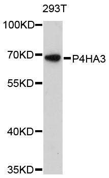P4HA3 Antibody - Western blot analysis of extracts of 293T cells, using P4HA3 antibody at 1:3000 dilution. The secondary antibody used was an HRP Goat Anti-Rabbit IgG (H+L) at 1:10000 dilution. Lysates were loaded 25ug per lane and 3% nonfat dry milk in TBST was used for blocking. An ECL Kit was used for detection and the exposure time was 90s.