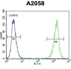 p56lck / LCK Antibody - LCK Antibody flow cytometry of A2058 cells (right histogram) compared to a negative control cell (left histogram). FITC-conjugated goat-anti-rabbit secondary antibodies were used for the analysis.