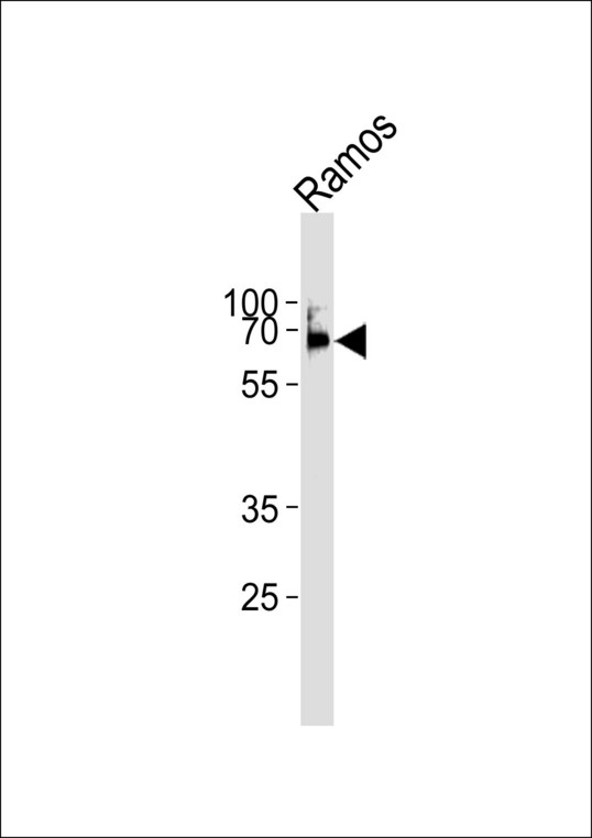 p56lck / LCK Antibody - LCK Antibody western blot of Ramos cell line lysates (35 ug/lane). The LCK antibody detected the LCK protein (arrow).