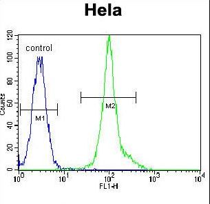 p56lck / LCK Antibody - LCK Antibody flow cytometry of HeLa cells (right histogram) compared to a negative control cell (left histogram). FITC-conjugated goat-anti-rabbit secondary antibodies were used for the analysis.