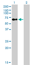 p56lck / LCK Antibody - Western Blot analysis of LCK expression in transfected 293T cell line by LCK monoclonal antibody (M01), clone 3F7-F5.Lane 1: LCK transfected lysate(59.4 KDa).Lane 2: Non-transfected lysate.