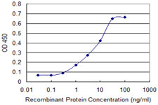 p56lck / LCK Antibody - Detection limit for recombinant GST tagged LCK is approximately 0.1 ng/ml as a capture antibody.