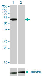 p56lck / LCK Antibody - Western blot analysis of LCK over-expressed 293 cell line, cotransfected with LCK Validated Chimera RNAi (Lane 2) or non-transfected control (Lane 1). Blot probed with LCK monoclonal antibody (M01) clone 3F7-F5 . GAPDH ( 36.1 kDa ) used as specificity and loading control.