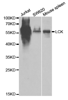 p56lck / LCK Antibody - Western blot analysis of extracts of various cell lines.