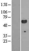 p56lck / LCK Protein - Western validation with an anti-DDK antibody * L: Control HEK293 lysate R: Over-expression lysate