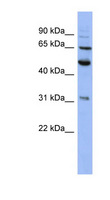 p58 / PSMD3 Antibody - PSMD3 antibody Western blot of HepG2 cell lysate. This image was taken for the unconjugated form of this product. Other forms have not been tested.