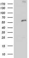 p58 / PSMD3 Antibody - HEK293T cells were transfected with the pCMV6-ENTRY control (Left lane) or pCMV6-ENTRY PSMD3 (Right lane) cDNA for 48 hrs and lysed. Equivalent amounts of cell lysates (5 ug per lane) were separated by SDS-PAGE and immunoblotted with anti-PSMD3.