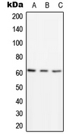 p58 / PSMD3 Antibody - Western blot analysis of PSMD3 expression in HEK293T (A); Raw264.7 (B); PC12 (C) whole cell lysates.