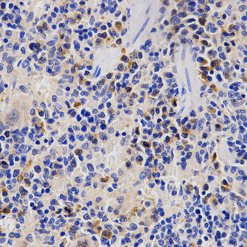 p58 / PSMD3 Antibody - Immunohistochemistry of paraffin-embedded rat spleen tissue.