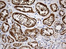 P5CDH / ALDH4A1 Antibody - Immunohistochemical staining of paraffin-embedded Human Kidney tissue within the normal limits using anti-ALDH4A1 mouse monoclonal antibody. (Heat-induced epitope retrieval by 1mM EDTA in 10mM Tris buffer. (pH8.5) at 120°C for 3 min. (1:500)