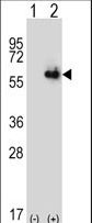 P5CDH / ALDH4A1 Antibody - Western blot of ALDH4A1 (arrow) using rabbit polyclonal ALDH4A1 Antibody. 293 cell lysates (2 ug/lane) either nontransfected (Lane 1) or transiently transfected (Lane 2) with the ALDH4A1 gene.