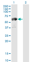 P5CDH / ALDH4A1 Antibody - Western blot of ALDH4A1 expression in transfected 293T cell line by ALDH4A1 monoclonal antibody (M01), clone 1A12-A5.