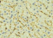 P5CDH / ALDH4A1 Antibody - 1:100 staining mouse liver tissue by IHC-P. The sample was formaldehyde fixed and a heat mediated antigen retrieval step in citrate buffer was performed. The sample was then blocked and incubated with the antibody for 1.5 hours at 22°C. An HRP conjugated goat anti-rabbit antibody was used as the secondary.
