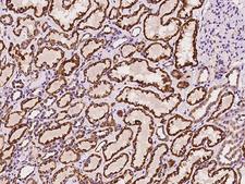 P5CDH / ALDH4A1 Antibody - Immunochemical staining of human ALDH4A1 in human kidney with rabbit polyclonal antibody at 1:100 dilution, formalin-fixed paraffin embedded sections.