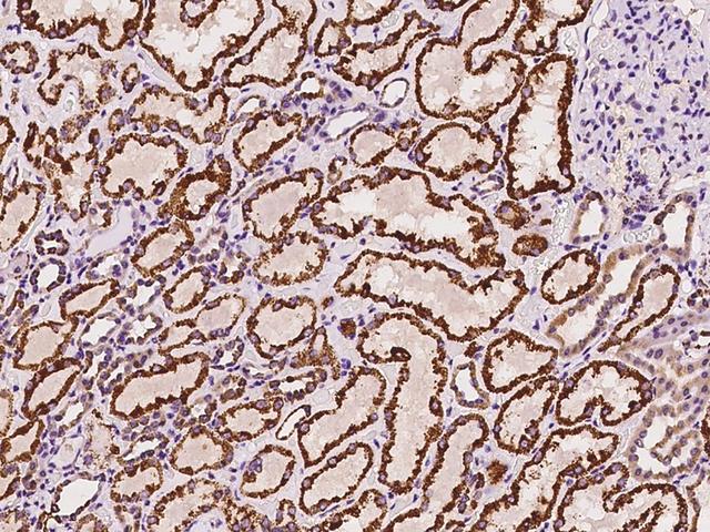 P5CDH / ALDH4A1 Antibody - Immunochemical staining of human ALDH4A1 in human kidney with rabbit polyclonal antibody at 1:100 dilution, formalin-fixed paraffin embedded sections.