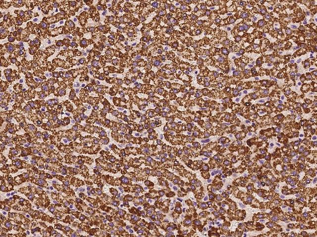 P5CDH / ALDH4A1 Antibody - Immunochemical staining of human ALDH4A1 in human liver with rabbit polyclonal antibody at 1:100 dilution, formalin-fixed paraffin embedded sections.