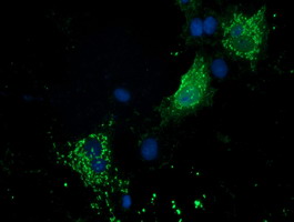 P5CR2 / PYCR2 Antibody - Anti-PYCR2 mouse monoclonal antibody immunofluorescent staining of COS7 cells transiently transfected by pCMV6-ENTRY PYCR2.