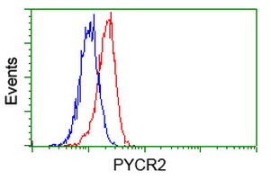 P5CR2 / PYCR2 Antibody - Flow cytometry of HeLa cells, using anti-PYCR2 antibody, (Red), compared to a nonspecific negative control antibody, (Blue).