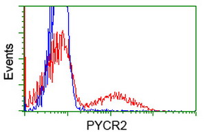 P5CR2 / PYCR2 Antibody - HEK293T cells transfected with either overexpress plasmid (Red) or empty vector control plasmid (Blue) were immunostained by anti-PYCR2 antibody, and then analyzed by flow cytometry.