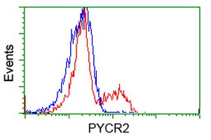 P5CR2 / PYCR2 Antibody - HEK293T cells transfected with either overexpress plasmid (Red) or empty vector control plasmid (Blue) were immunostained by anti-PYCR2 antibody, and then analyzed by flow cytometry.