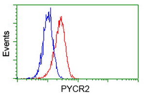 P5CR2 / PYCR2 Antibody - Flow cytometry of HeLa cells, using anti-PYCR2 antibody, (Red), compared to a nonspecific negative control antibody, (Blue).