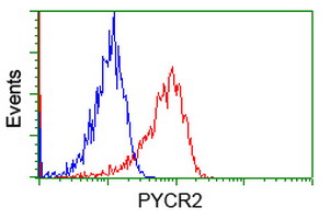 P5CR2 / PYCR2 Antibody - Flow cytometry of Jurkat cells, using anti-PYCR2 antibody, (Red), compared to a nonspecific negative control antibody, (Blue).