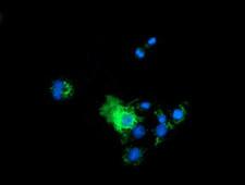 P5CR2 / PYCR2 Antibody - Anti-PYCR2 mouse monoclonal antibody immunofluorescent staining of COS7 cells transiently transfected by pCMV6-ENTRY PYCR2.
