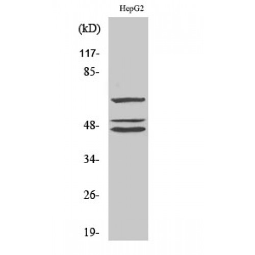 p66 / SHC Antibody - Western blot of Shc antibody