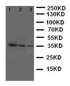 p66 / SHC Antibody - WB of p66 / SHC antibody. Lane 1: Recombinant Human SHC1 Protein 10ng. Lane 2: Recombinant Human SHC1 Protein 5ng. Lane 3: Recombinant Human SHC1 Protein 2.5ng.