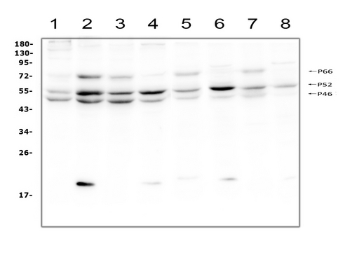 p66 / SHC Antibody - Western blot analysis of SHC using anti-SHC antibody. Electrophoresis was performed on a 5-20% SDS-PAGE gel at 70V (Stacking gel) / 90V (Resolving gel) for 2-3 hours. The sample well of each lane was loaded with 50ug of sample under reducing conditions. Lane 1: human A431 whole cell lysate, Lane 2: human Hela whole cell lysate, Lane 3: human HepG2 whole cell lysate, Lane 4: human Jurkat whole cell lysate, Lane 5: rat C6 whole cell lysate, Lane 6: mouse thymus tissue lysate, Lane 7: mouse RAW246. 7 whole cell lysate, Lane 8: mouse NIH3T3 whole cell lysate. After Electrophoresis, proteins were transferred to a Nitrocellulose membrane at 150mA for 50-90 minutes. Blocked the membrane with 5% Non-fat Milk/ TBS for 1.5 hour at RT. The membrane was incubated with rabbit anti-SHC antigen affinity purified polyclonal antibody at 0.5 µg/mL overnight at 4°C, then washed with TBS-0.1% Tween 3 times with 5 minutes each and probed with a goat anti-rabbit IgG-HRP secondary antibody at a dilution of 1:10000 for 1.5 hour at RT. The signal is developed using an Enhanced Chemiluminescent detection (ECL) kit with Tanon 5200 system. Specific bands were detected for SHC at approximately 46, 52, 66KD. The expected band size for SHC are at 46, 52, 66KD.